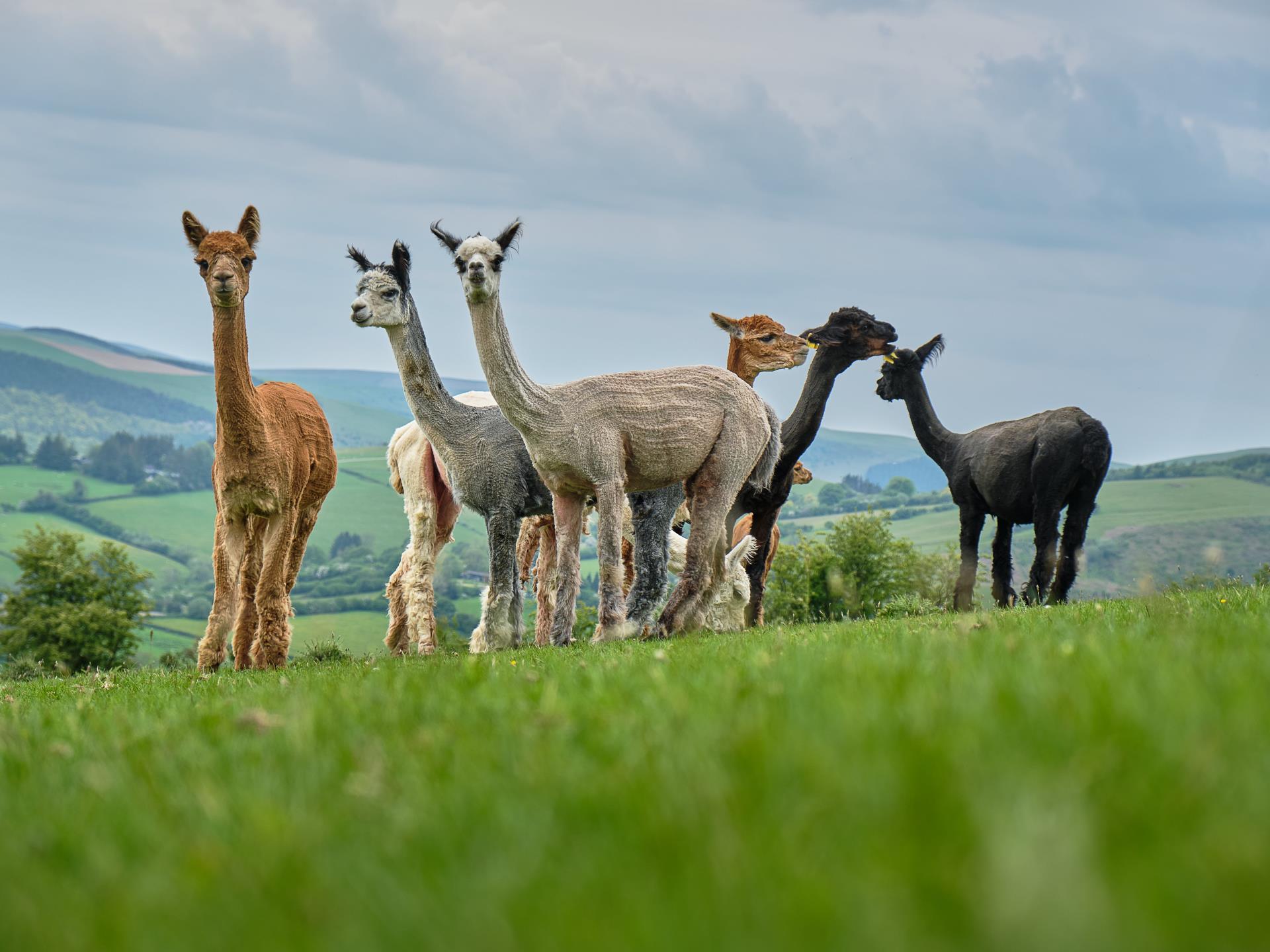 Glamping with alpacas in Wales