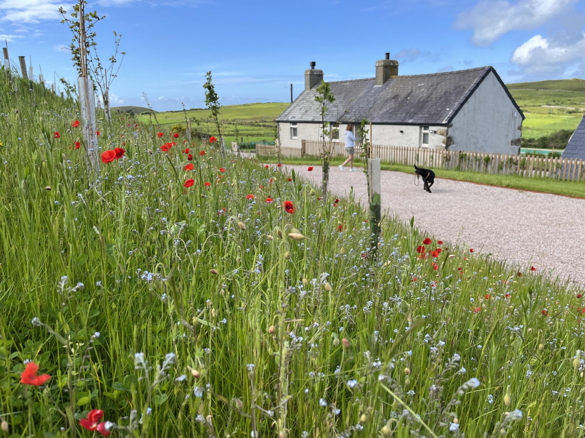 Wild flower meadow