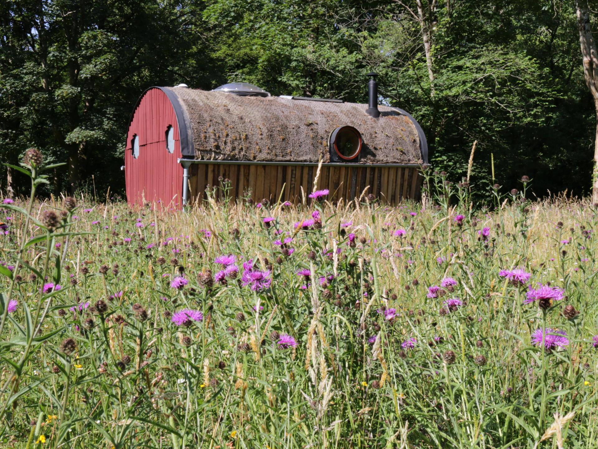 Meadow in bloom