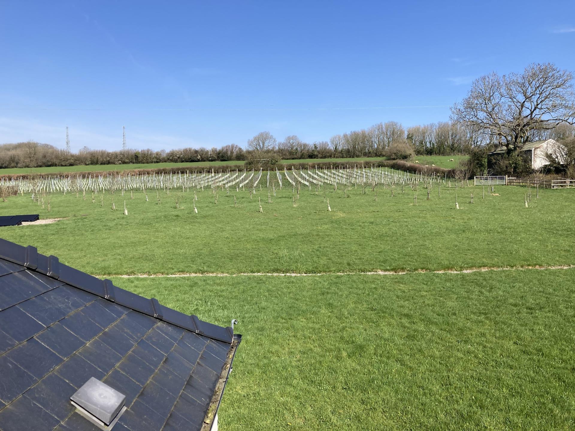 View of St Hilary Vineyard