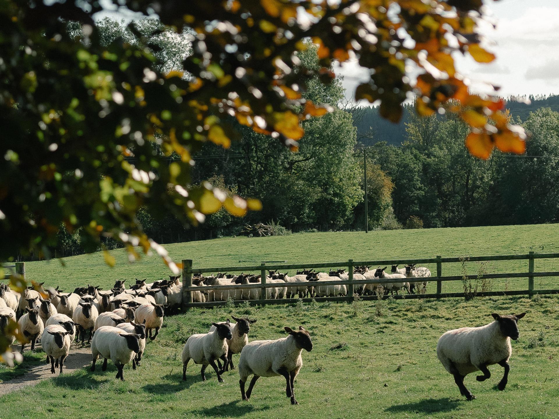 The sheep surrounding the cabins 