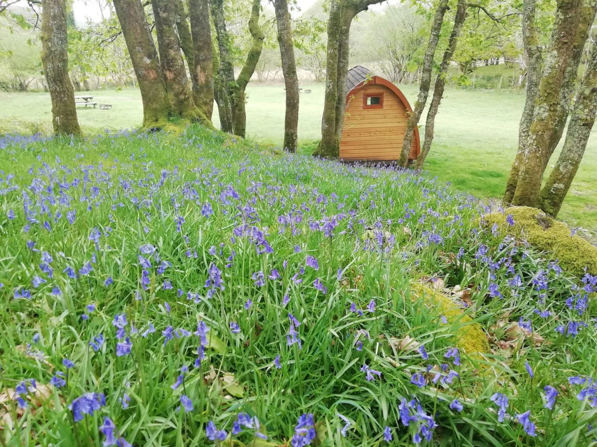 Camping pod and bluebells