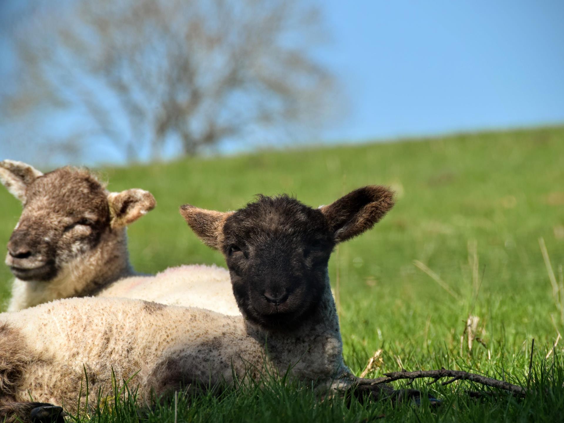 Spring lambs at Acorn Court