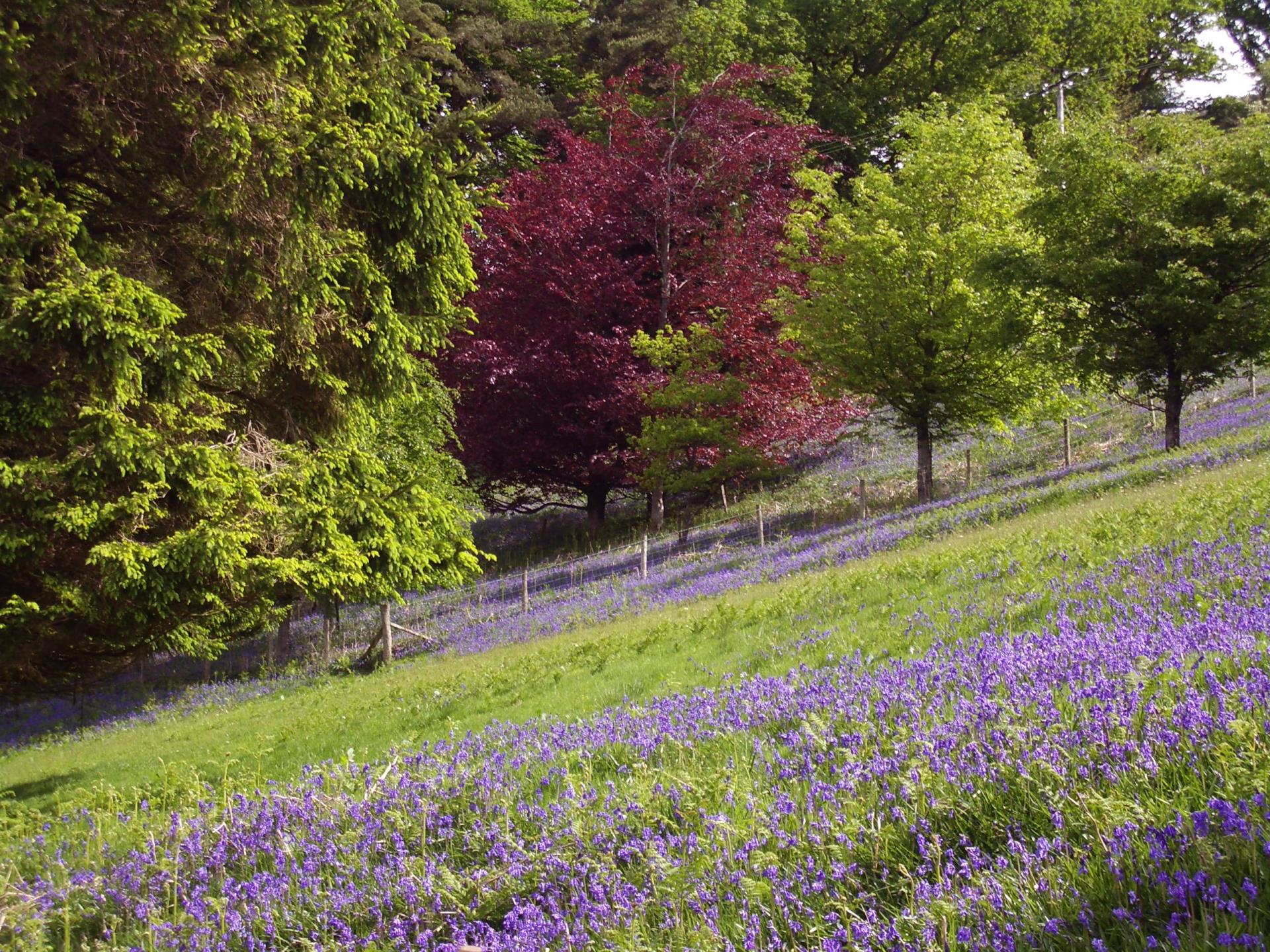 Bluebells at the Washpool