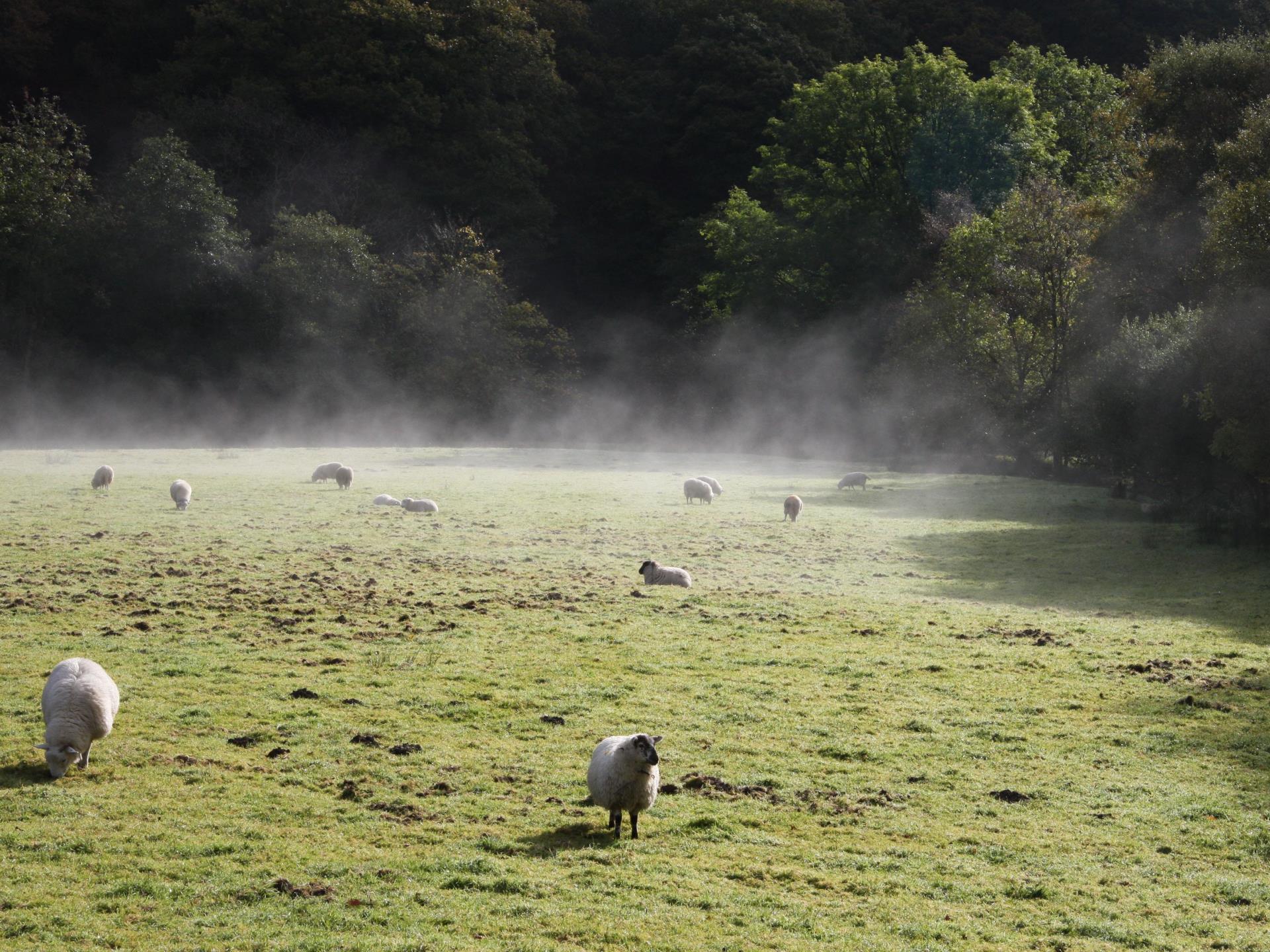 Early morning sheep