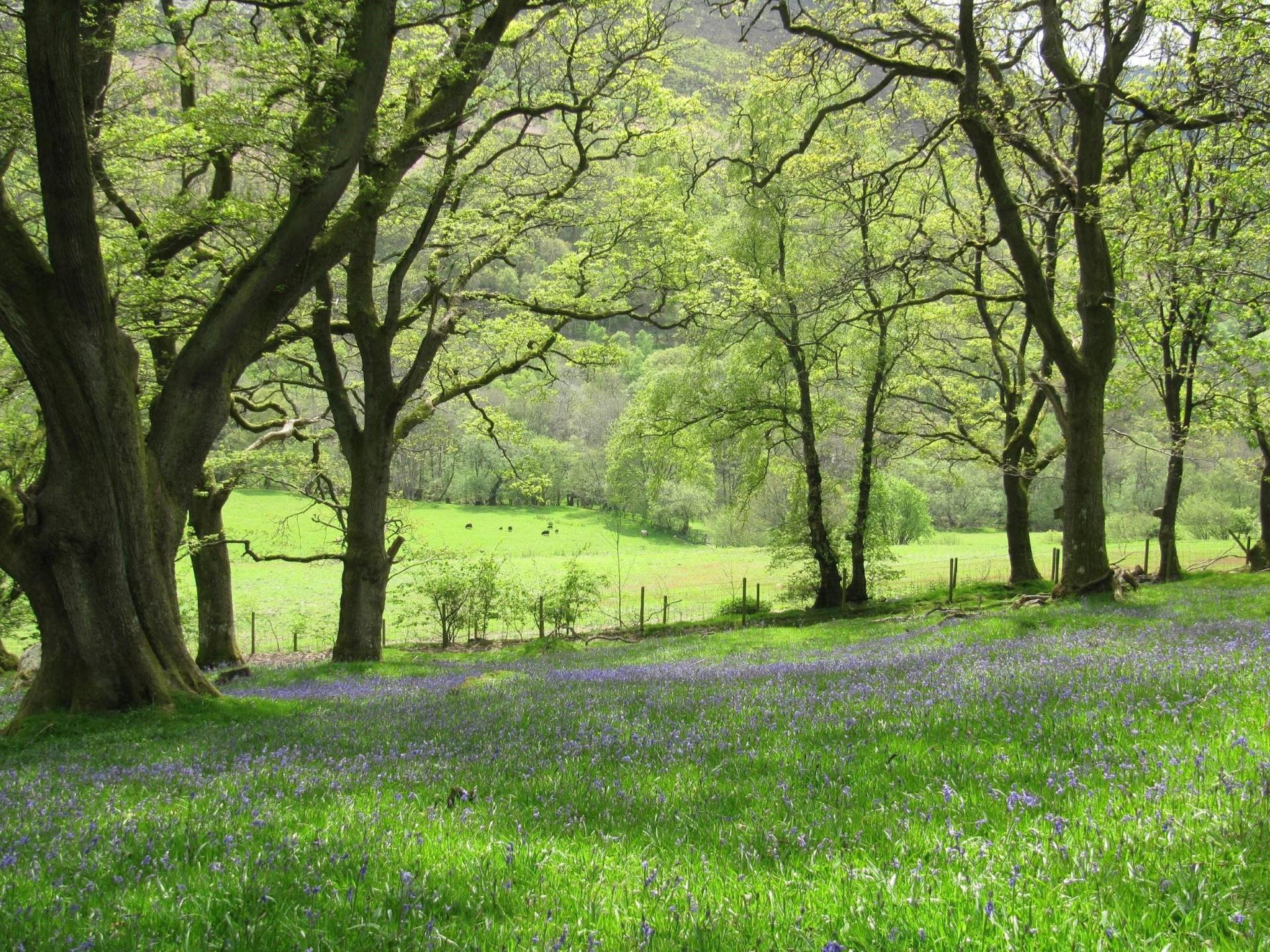 Bluebell Wood at Nannerth Country Holidays