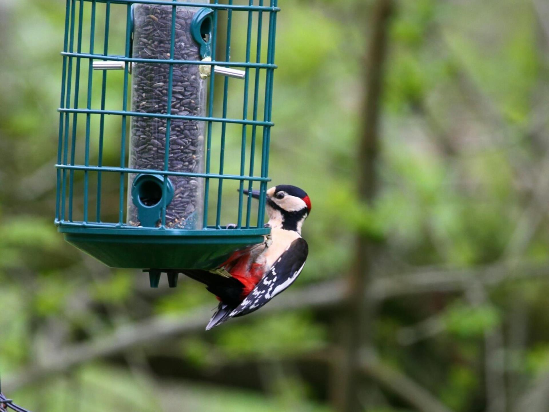Woodpecker on the birdfeeder