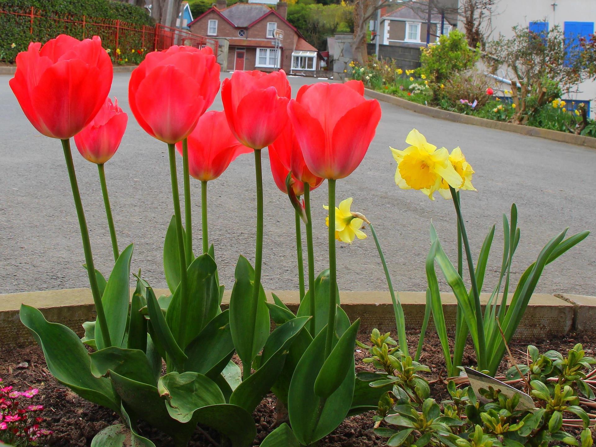 Flowers