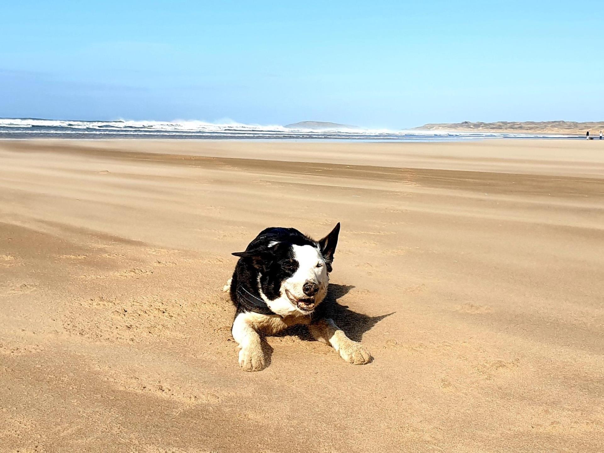 Dog friendly self-catering cottages