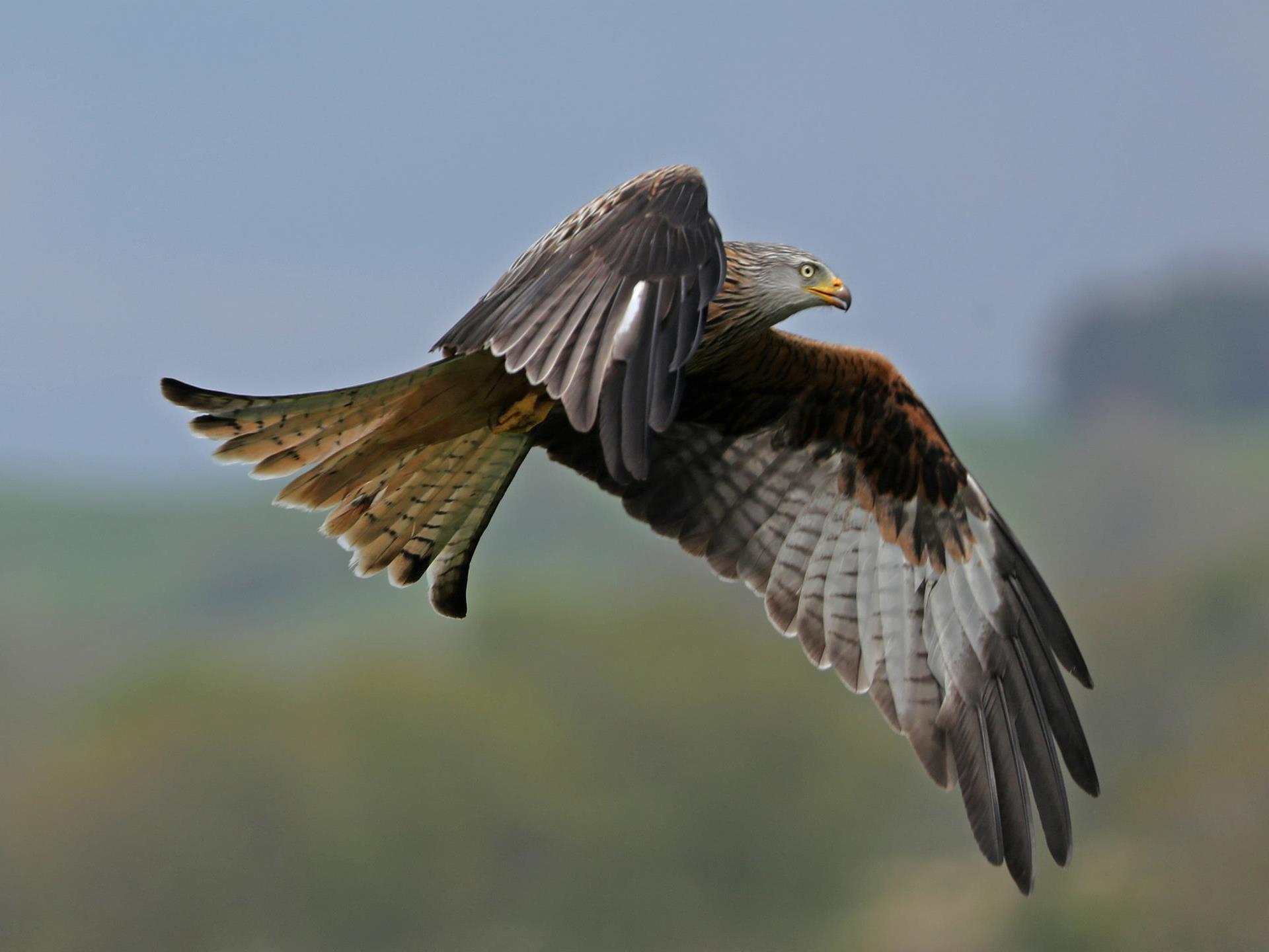 Red Kite Brecon Beacons