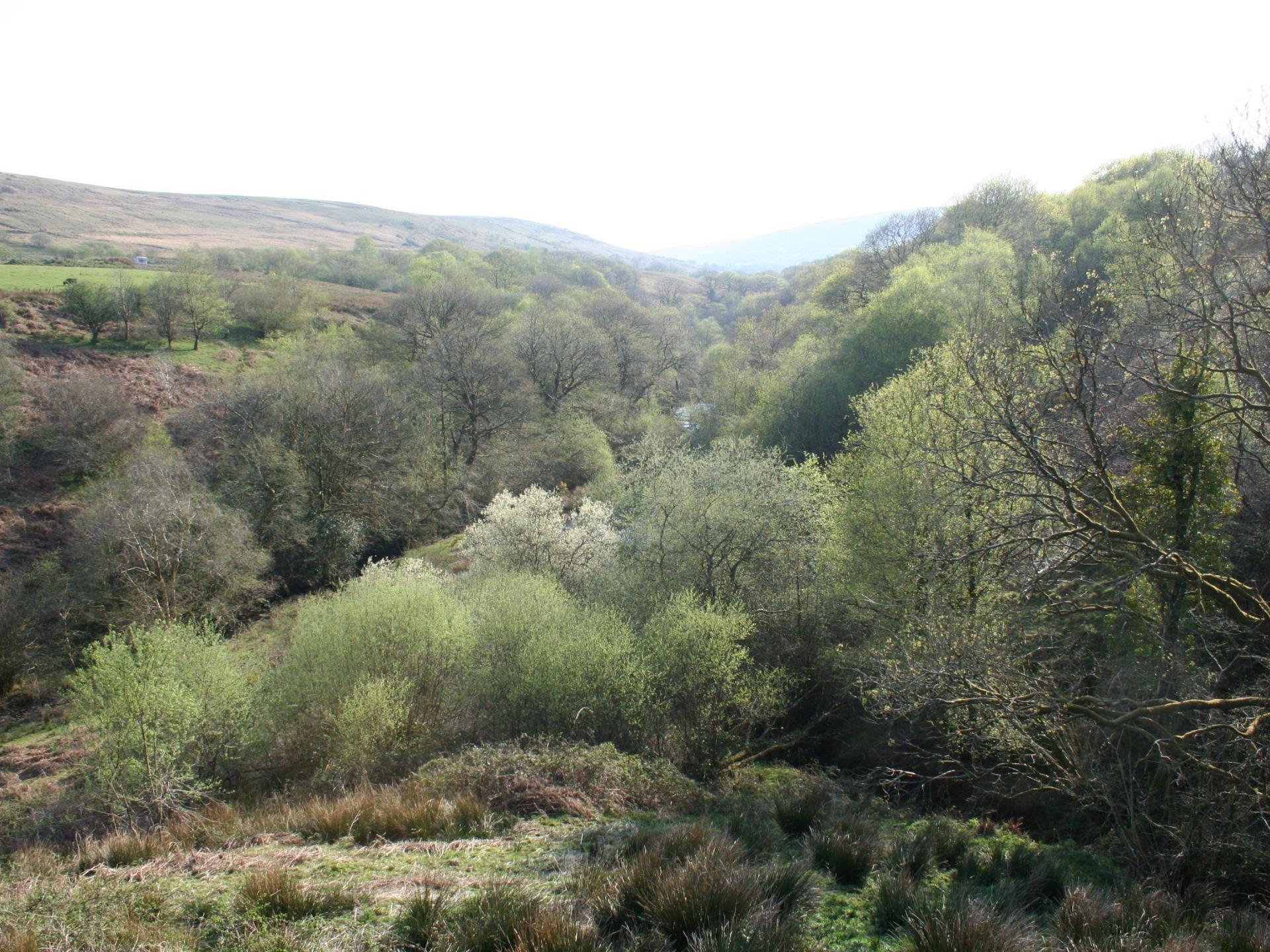 Coynant Farm