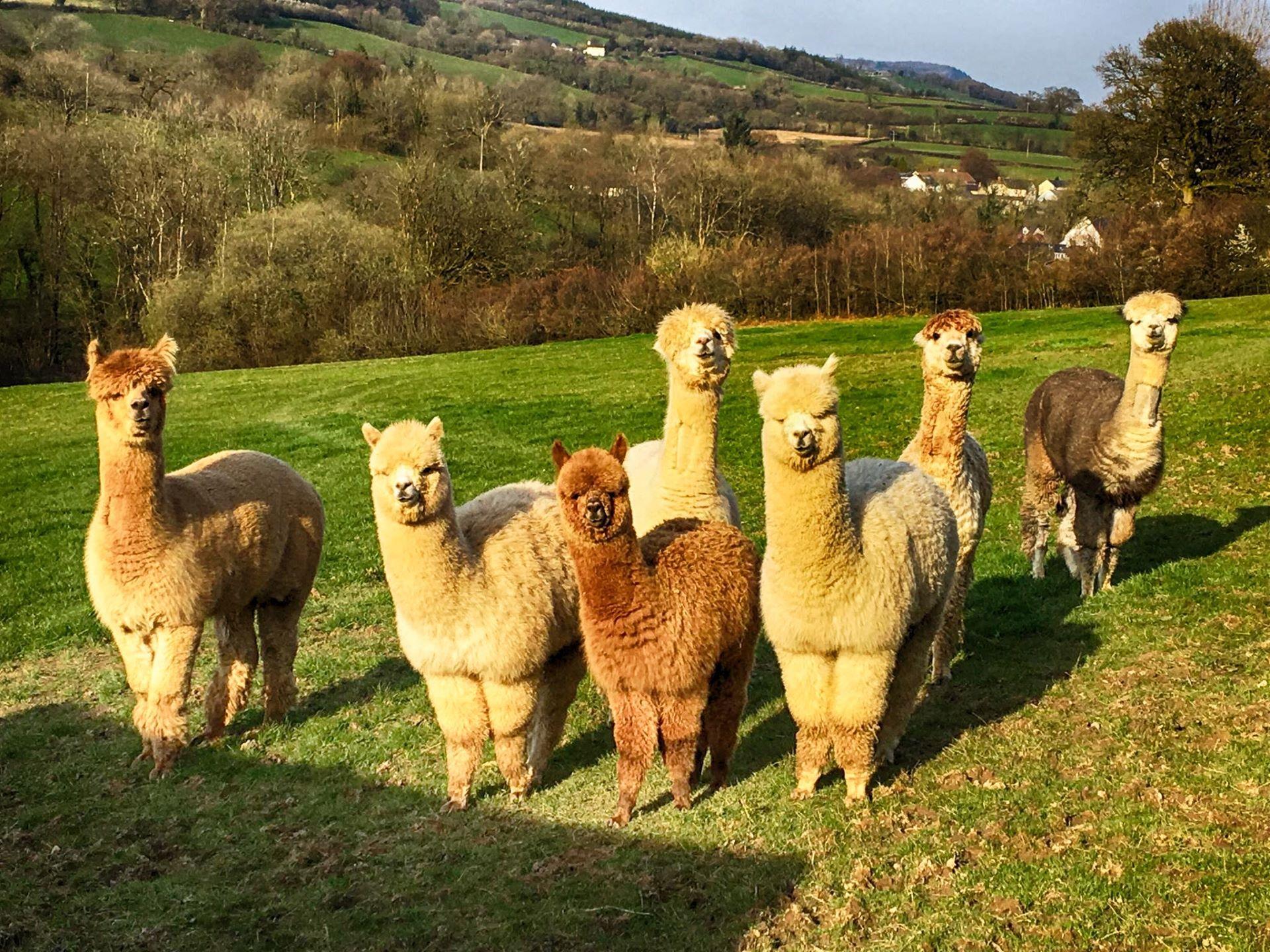 Brechfa Glamping with the Alpacas