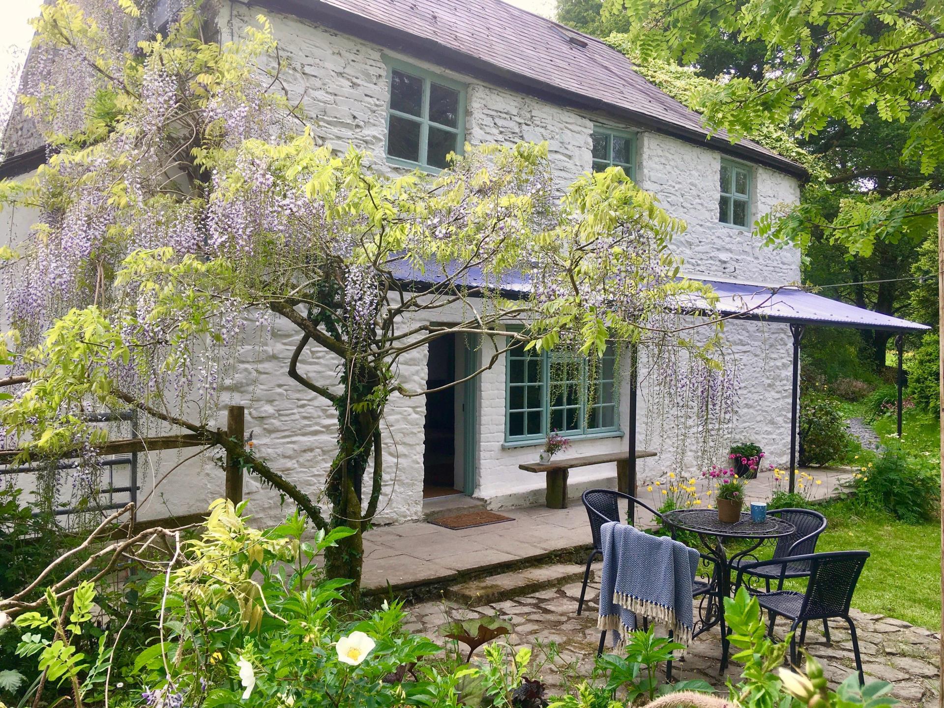 Wisteria blooming on Glanyrafon in May