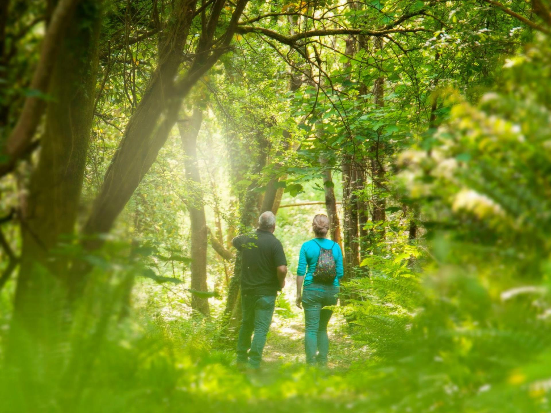 A walk in the woods at Felin Geri