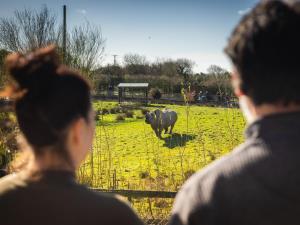 See Eastern black rhinos from your lodge balcony